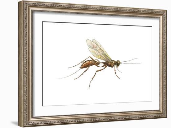 Braconid (Braconidae), Wasp, Insects-Encyclopaedia Britannica-Framed Art Print