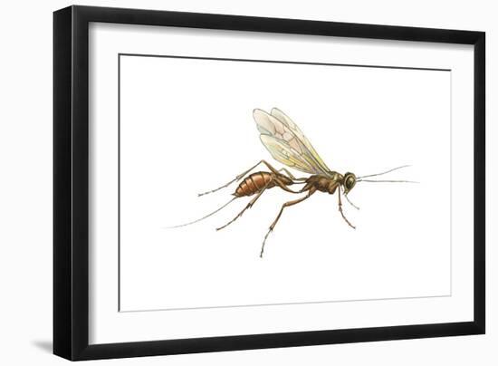 Braconid (Braconidae), Wasp, Insects-Encyclopaedia Britannica-Framed Art Print