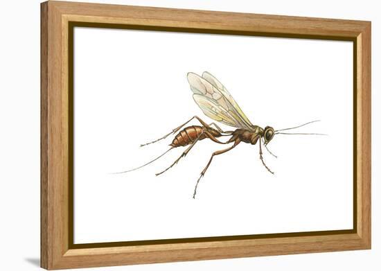 Braconid (Braconidae), Wasp, Insects-Encyclopaedia Britannica-Framed Stretched Canvas