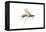 Braconid (Braconidae), Wasp, Insects-Encyclopaedia Britannica-Framed Stretched Canvas