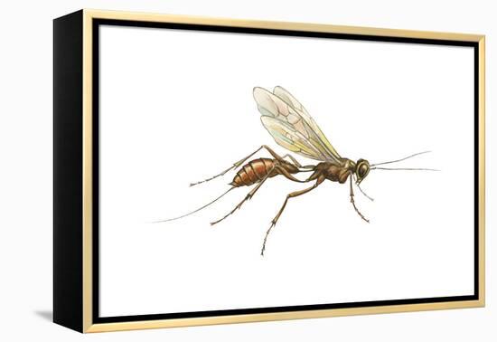 Braconid (Braconidae), Wasp, Insects-Encyclopaedia Britannica-Framed Stretched Canvas