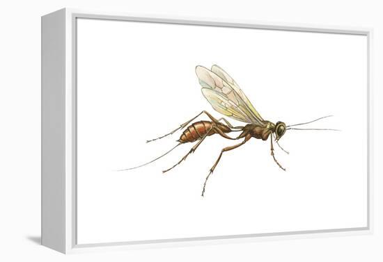 Braconid (Braconidae), Wasp, Insects-Encyclopaedia Britannica-Framed Stretched Canvas