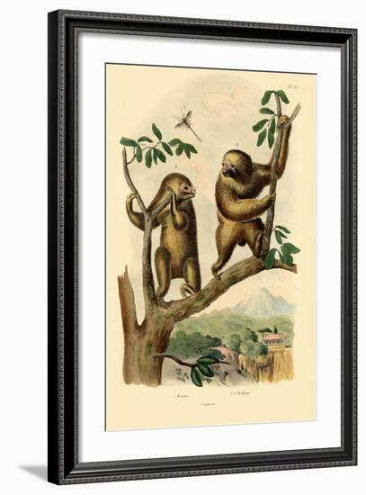 Braconid Wasp, 1833-39-null-Framed Giclee Print