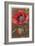 Bracted Poppy-null-Framed Art Print