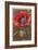 Bracted Poppy-null-Framed Art Print