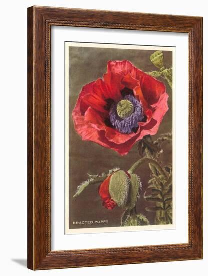 Bracted Poppy-null-Framed Art Print