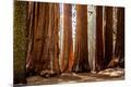 Photographic Print