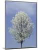 Bradford Pear in Full Bloom, Louisville, Kentucky, USA-Adam Jones-Mounted Photographic Print