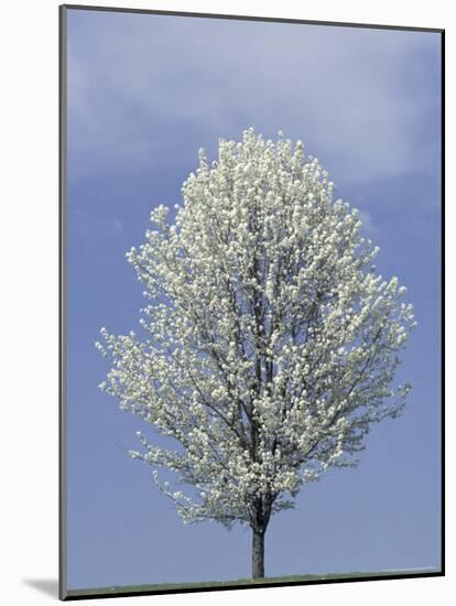 Bradford Pear in Full Bloom, Louisville, Kentucky, USA-Adam Jones-Mounted Photographic Print