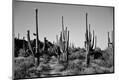 Photographic Print