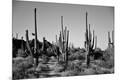 Photographic Print