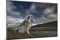 Photographic Print