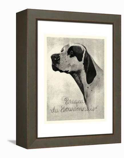 Brague du Bourbonnais-Vision Studio-Framed Stretched Canvas