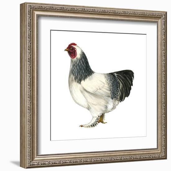 Brahma (Gallus Gallus Domesticus), Rooster, Poultry, Birds-Encyclopaedia Britannica-Framed Art Print