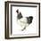 Brahma (Gallus Gallus Domesticus), Rooster, Poultry, Birds-Encyclopaedia Britannica-Framed Art Print