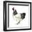 Brahma (Gallus Gallus Domesticus), Rooster, Poultry, Birds-Encyclopaedia Britannica-Framed Art Print