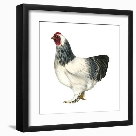 Brahma (Gallus Gallus Domesticus), Rooster, Poultry, Birds-Encyclopaedia Britannica-Framed Art Print