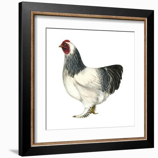 Brahma (Gallus Gallus Domesticus), Rooster, Poultry, Birds-Encyclopaedia Britannica-Framed Art Print