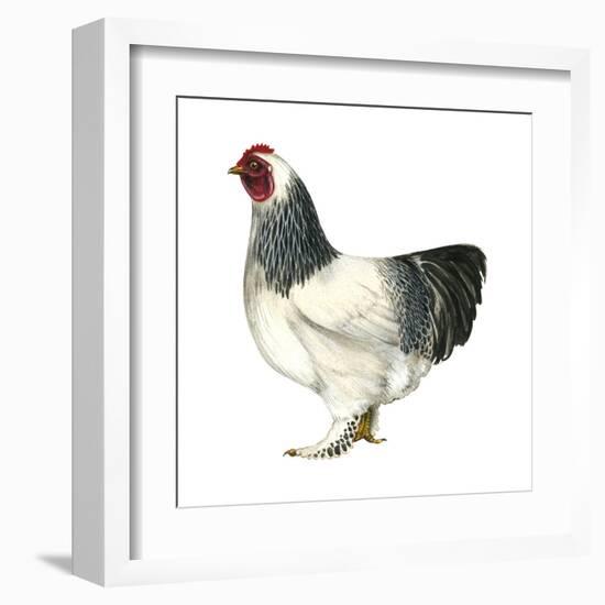 Brahma (Gallus Gallus Domesticus), Rooster, Poultry, Birds-Encyclopaedia Britannica-Framed Art Print