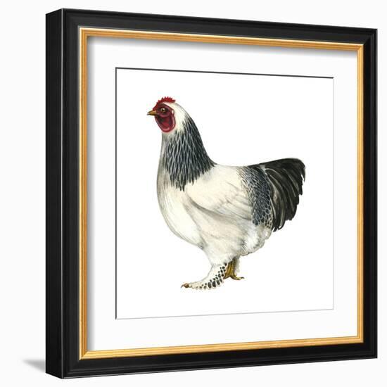 Brahma (Gallus Gallus Domesticus), Rooster, Poultry, Birds-Encyclopaedia Britannica-Framed Art Print