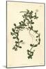 Brahmi or Water Hyssop, Bacopa Monnieri, 1825 (Engraving)-John Curtis-Mounted Giclee Print