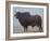 Brahmin Bull-Lincoln Seligman-Framed Giclee Print