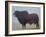 Brahmin Bull-Lincoln Seligman-Framed Giclee Print