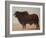 Brahmin Bull-Lincoln Seligman-Framed Giclee Print