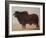 Brahmin Bull-Lincoln Seligman-Framed Giclee Print