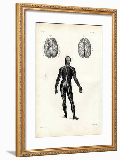 Brain, 1863-79-Raimundo Petraroja-Framed Giclee Print