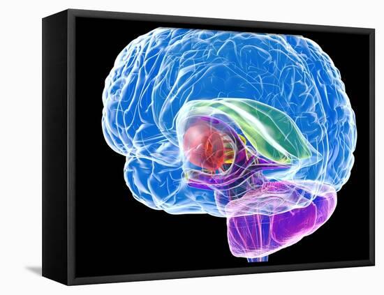 Brain Anatomy, Artwork-Roger Harris-Framed Premier Image Canvas