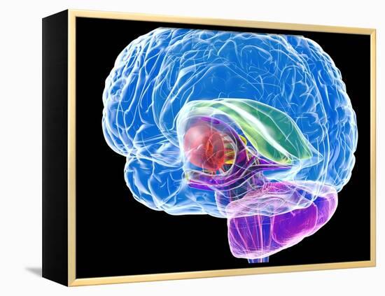 Brain Anatomy, Artwork-Roger Harris-Framed Premier Image Canvas