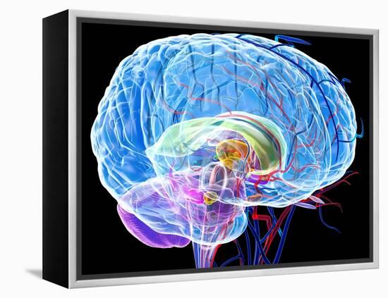 Brain Anatomy, Artwork-Roger Harris-Framed Premier Image Canvas