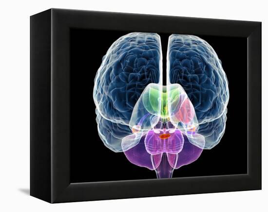 Brain Anatomy, Artwork-Roger Harris-Framed Premier Image Canvas