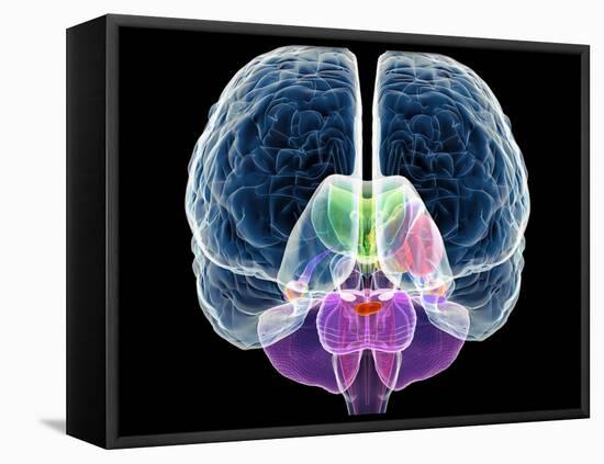 Brain Anatomy, Artwork-Roger Harris-Framed Premier Image Canvas