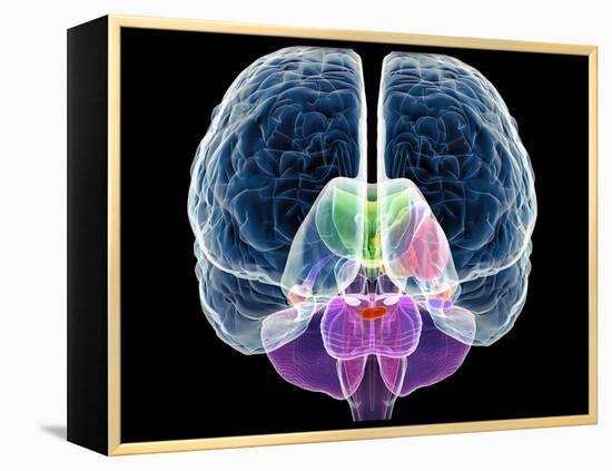 Brain Anatomy, Artwork-Roger Harris-Framed Premier Image Canvas