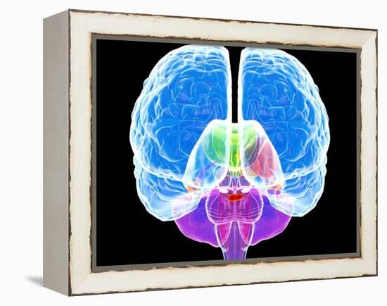 Brain Anatomy, Artwork-Roger Harris-Framed Premier Image Canvas