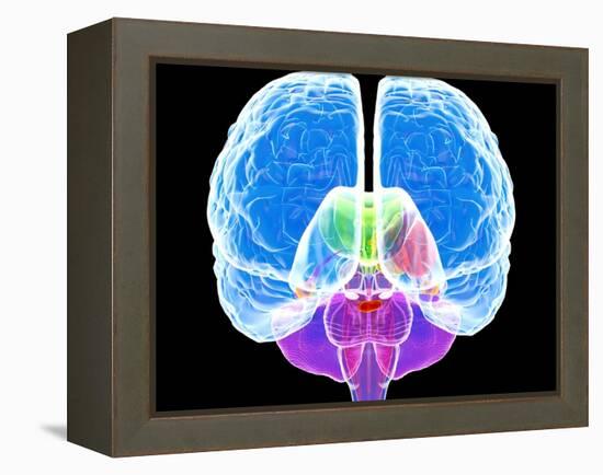 Brain Anatomy, Artwork-Roger Harris-Framed Premier Image Canvas