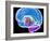 Brain Anatomy, Artwork-Roger Harris-Framed Photographic Print