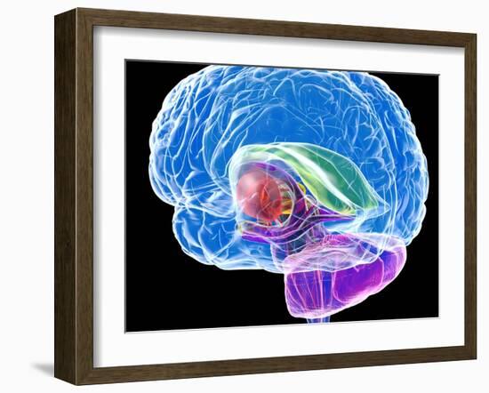 Brain Anatomy, Artwork-Roger Harris-Framed Photographic Print