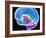 Brain Anatomy, Artwork-Roger Harris-Framed Photographic Print