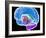 Brain Anatomy, Artwork-Roger Harris-Framed Photographic Print