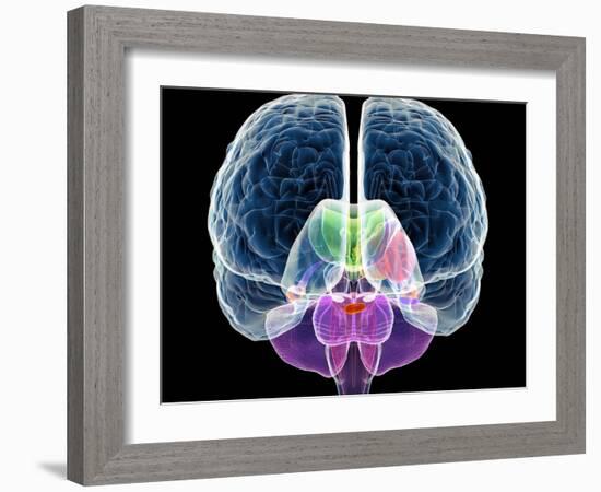 Brain Anatomy, Artwork-Roger Harris-Framed Photographic Print