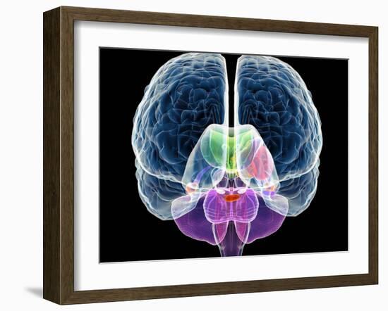 Brain Anatomy, Artwork-Roger Harris-Framed Photographic Print