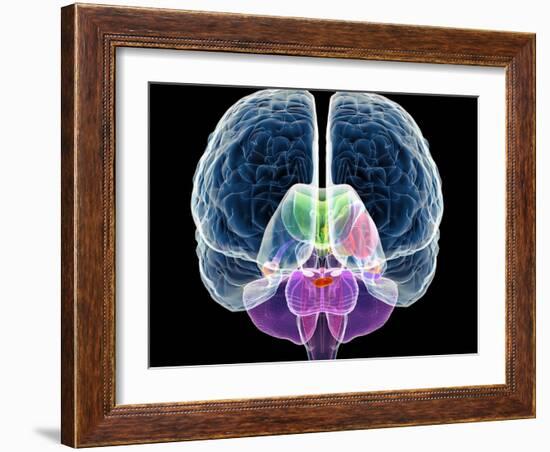 Brain Anatomy, Artwork-Roger Harris-Framed Photographic Print