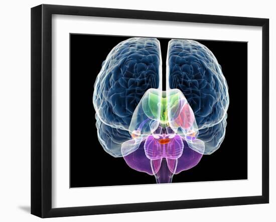 Brain Anatomy, Artwork-Roger Harris-Framed Photographic Print