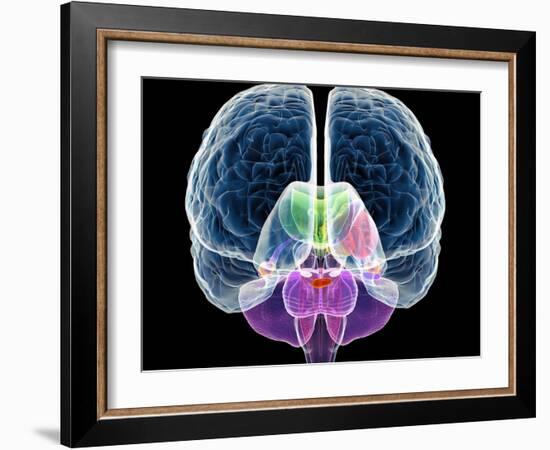 Brain Anatomy, Artwork-Roger Harris-Framed Photographic Print