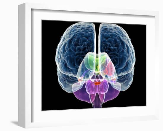 Brain Anatomy, Artwork-Roger Harris-Framed Photographic Print