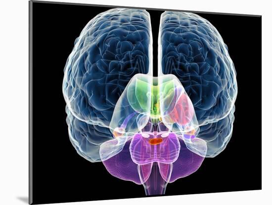 Brain Anatomy, Artwork-Roger Harris-Mounted Photographic Print