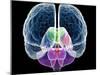 Brain Anatomy, Artwork-Roger Harris-Mounted Photographic Print